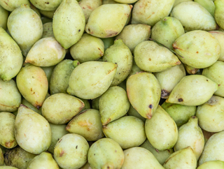 Close-up of a pile of green kakadu plums